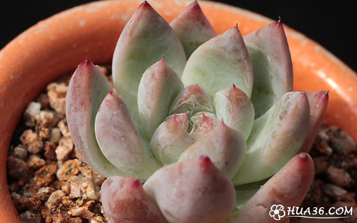 历史上的武大郎或为一恶霸:三亿体育(图3) 三亿体育官网